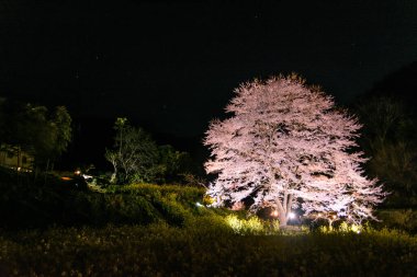 Bahçede bir gece kiraz çiçeği 