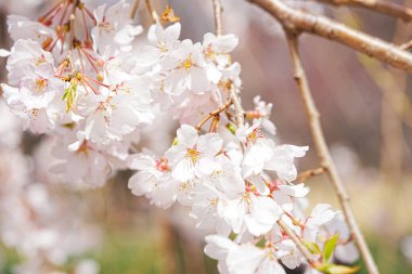 Bahar bahçesinde güzel pembe sakura çiçekleri