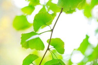 Güzel renkli sonbahar yaprakları