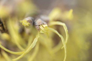 Güzel botanik fotoğrafı, doğal duvar kağıdı.