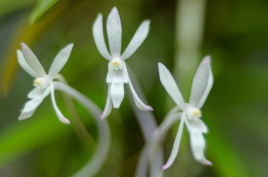 Yeşil arka planda güzel beyaz çiçekler