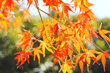 Güzel kırmızı ve turuncu sonbahar yaprakları