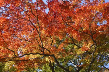 Sonbahar yaprakları, sonbahar bitkileri     