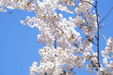 Japonya'da kiraz çiçeği çiçekleri