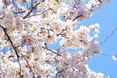 İlkbaharda açan ağaçların çiçeklerini kapat.