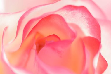 Pembe gül yapraklarının makro görüntüsü