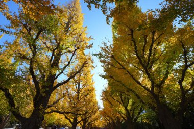 Renkli ağaçlar ve yapraklarla dolu sonbahar manzarası        