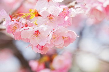 Sakura bahar çiçekleri. Bahçede çiçek açan kiraz ağacı.