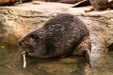 a closeup of a cute brown beaver in the water clipart