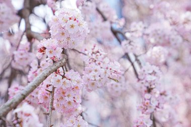 Dallarında pembe çiçekler açan güzel bir ağaç.