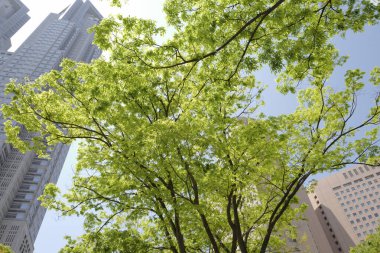 Tokyo, Japonya 'daki modern gökdelenlere karşı ilkbahar yeşil ağaçları