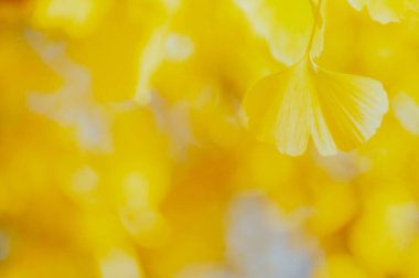 Sarı yapraklar bulanık arkaplanda