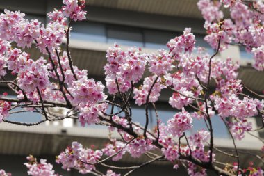 Bahçedeki güzel pembe sakura çiçekleri