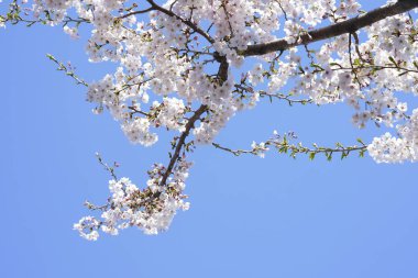 İlkbaharda açan ağaçların çiçeklerini kapat.