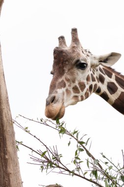 Hayvanat bahçesindeki sevimli zürafanın portresi.