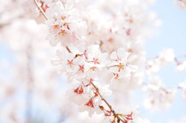 Bahar çiçekleri Bahçede çiçek açan kiraz ağacı.