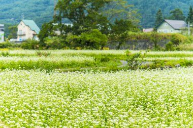 Gündüz vakti çiçekli çayır