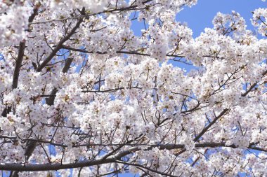 İlkbaharda açan ağaçların çiçeklerini kapat.