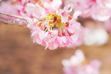 Sakura bahar çiçekleri. Bahçede çiçek açan kiraz ağacı.