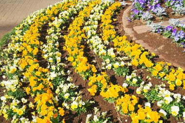 parkta güzel flowerbed