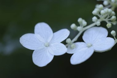 Bahçede büyüyen güzel beyaz çiçekler