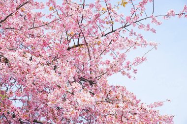 Japonya 'da kiraz çiçeği.