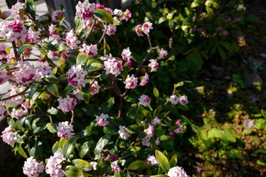 Japon ilkbaharında kış daphne (Daphne odora)