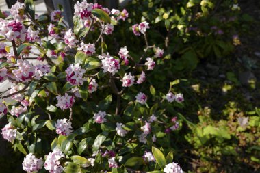 Winter daphne (Daphne odora) in japanese early spring clipart