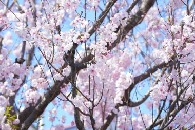 Japonya'da kiraz çiçeği çiçekleri