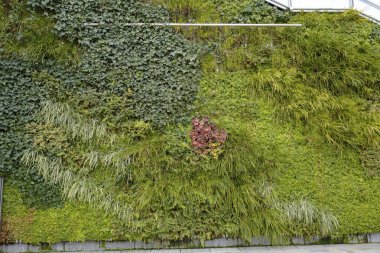 Sokaktaki duvarda yeşil bitkiler 