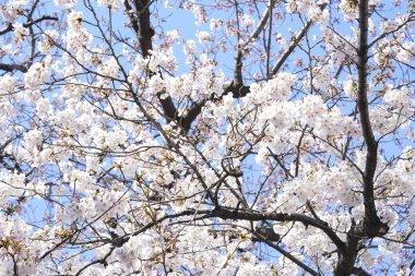 İlkbaharda açan ağaçların çiçeklerini kapat.