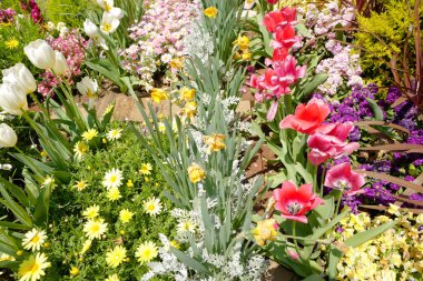 Güzel bahar çiçekleri arka planda, güzel çiçekler bahçede 