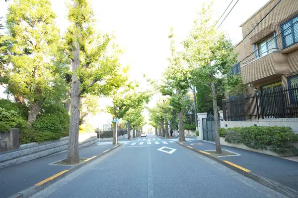 Küçük bir kasabada boş yol boyunca büyüyen yeşil ağaçların güzel manzarası. 