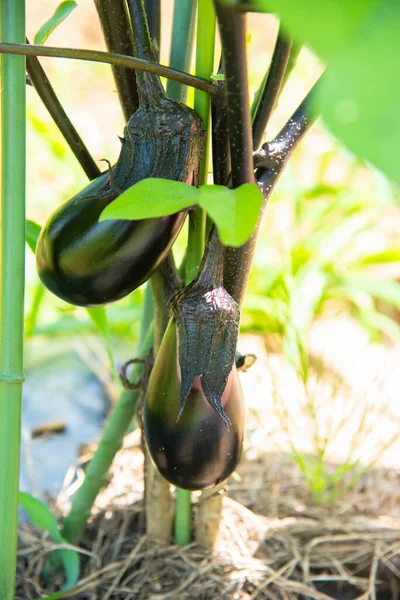 Органічні Чорні Баклажани Ростуть Овочевому Саду — стокове фото