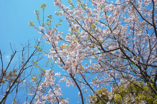 Bahar çiçekleri Bahçede çiçek açan kiraz ağacı.