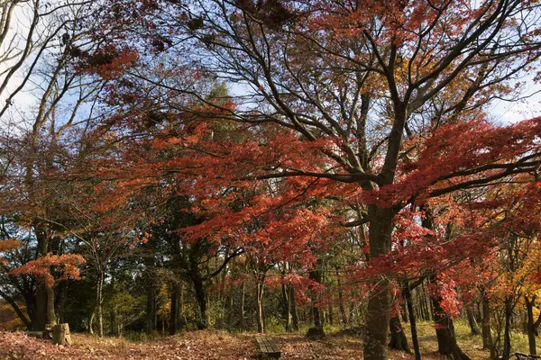 Φθινοπωρινό Τοπίο Πολύχρωμο Δέντρα Στο Δάσος — Φωτογραφία Αρχείου