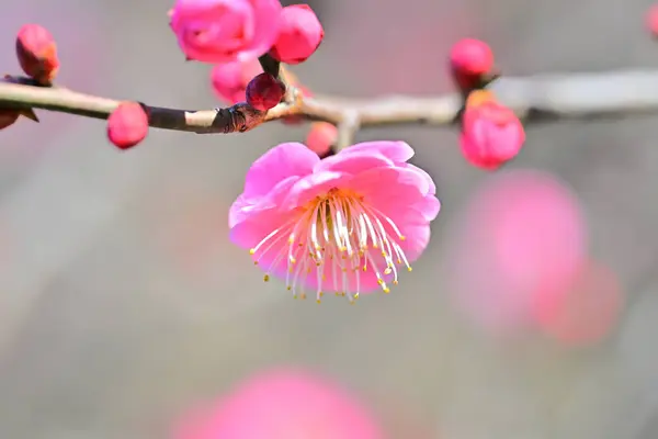 Κοντινό Πλάνο Ροζ Λουλουδιών Που Ανθίζουν Δεντρόβουρτσες Την Άνοιξη — Φωτογραφία Αρχείου