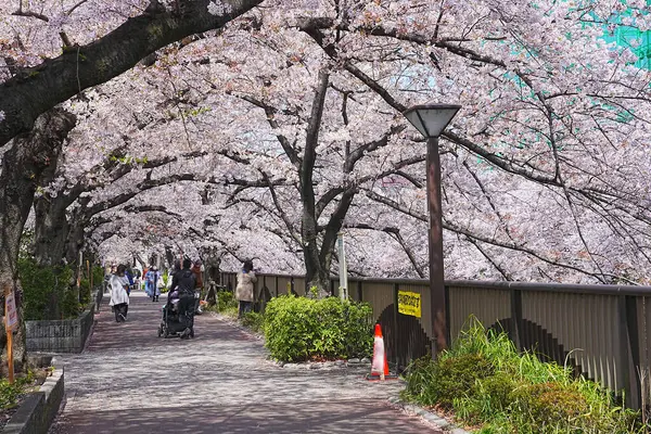 Japonya 'da kiraz çiçeği.