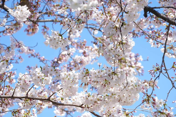Japonya'da kiraz çiçeği çiçekleri