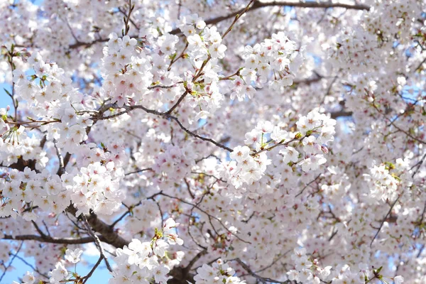 İlkbaharda açan ağaçların çiçeklerini kapat.