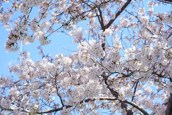 İlkbaharda açan ağaçların çiçeklerini kapat.