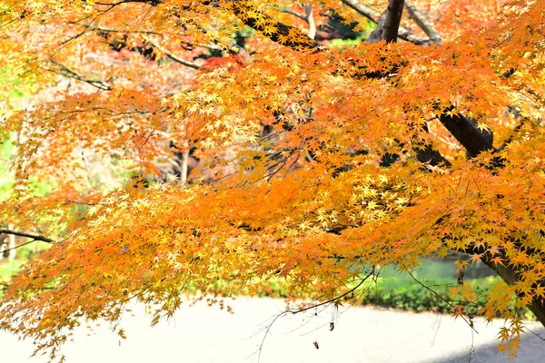 Ormanda sonbahar yaprakları