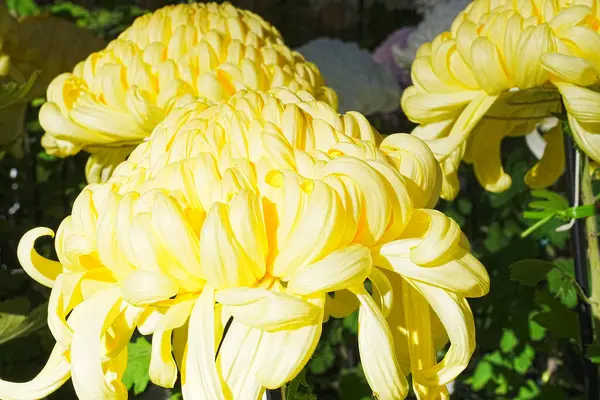 Κίτρινα Άνθη Χρυσάνθεμα Στον Κήπο — Φωτογραφία Αρχείου