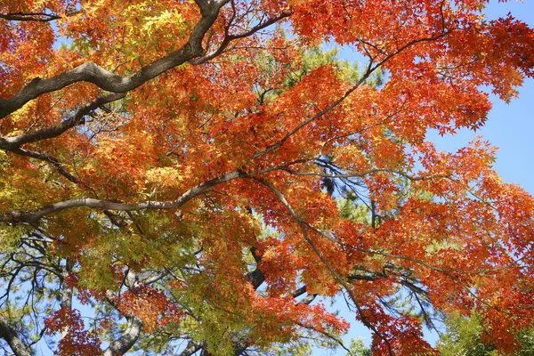 Renkli Sonbahar Yaprakları Sonbahar Mevsimi Yapraklar — Stok fotoğraf
