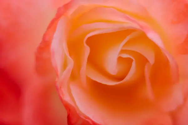 Vue Rapprochée Belle Fleur Rose Mise Point Sélective — Photo