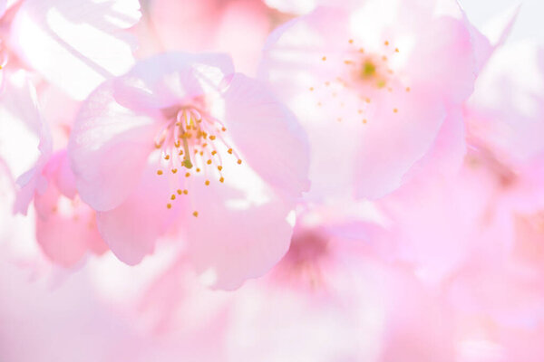Beautiful cherry blossom at japan