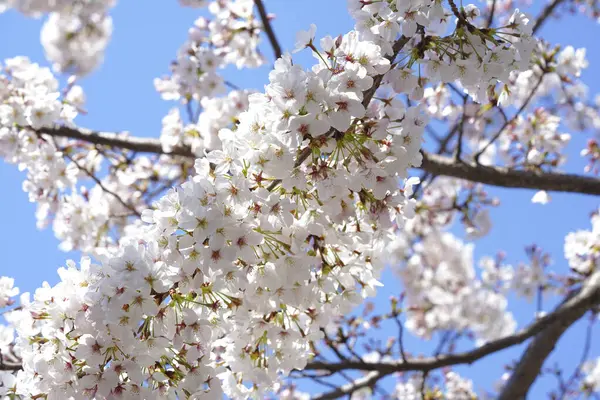 İlkbaharda açan ağaçların çiçeklerini kapat.