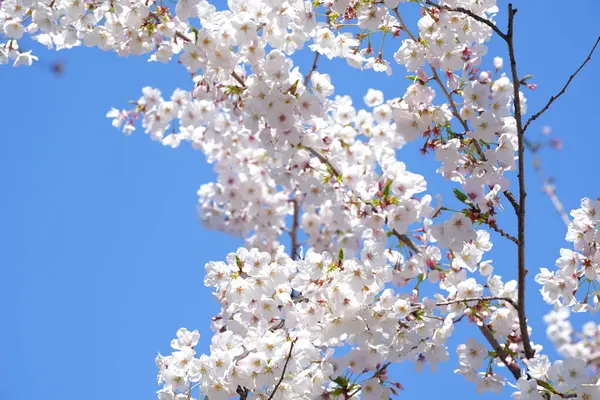 Japonya'da kiraz çiçeği çiçekleri