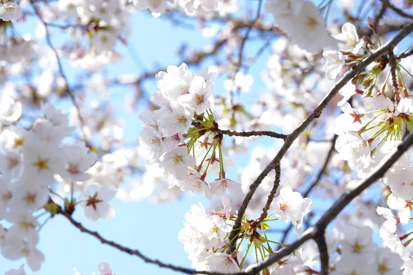 İlkbaharda açan ağaçların çiçeklerini kapat.