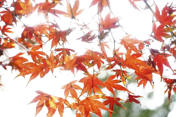 red maple leaves, autumn leaves